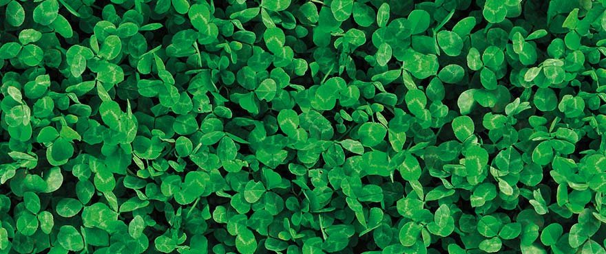 Header-Lawn-Clover.jpg